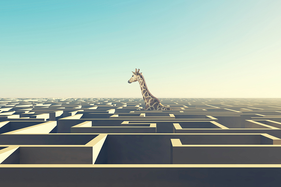 Giraff I En Labyrint