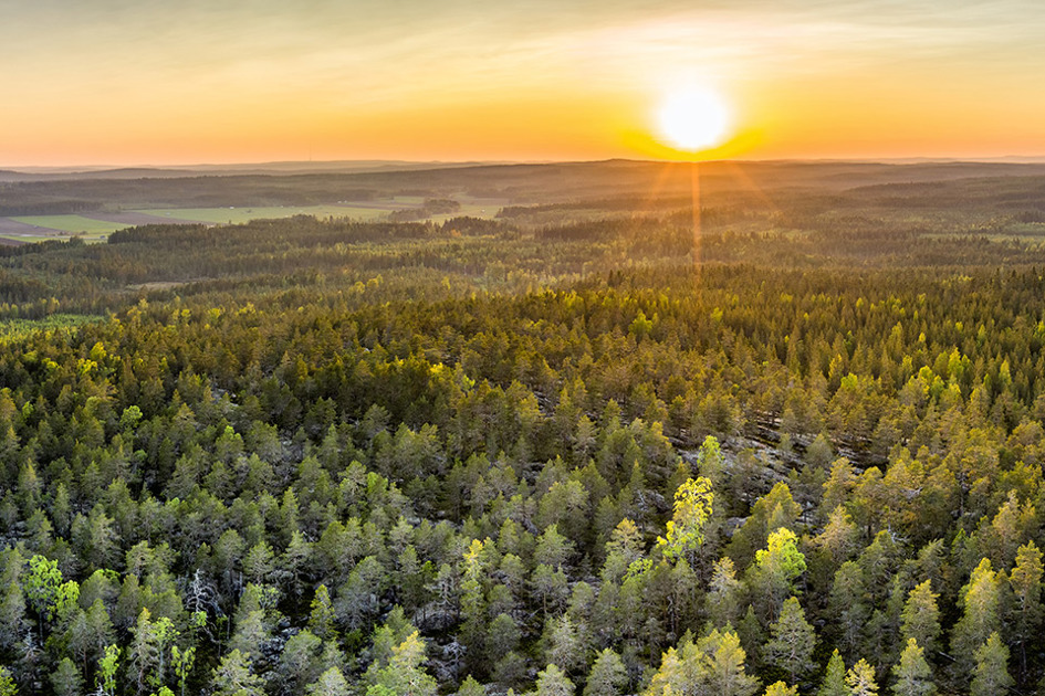 Västerbotten Skog Foto Från Drönare